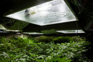 drug offences cannabis grow