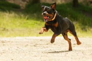 defending dangerous dog prosecutions